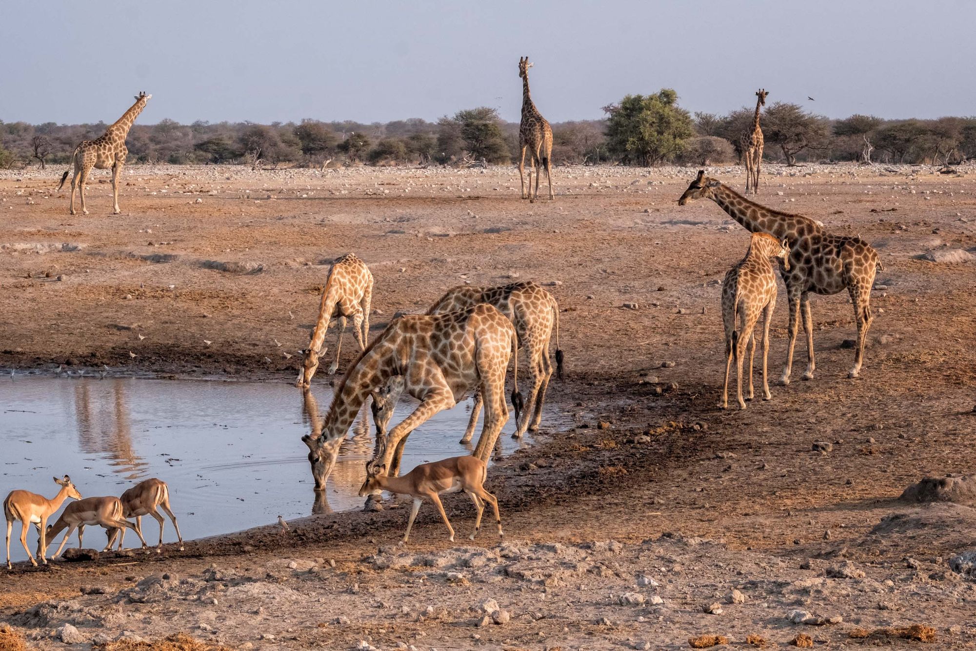NAMIBIA:  Wildlife in the Landscape—Etosha & Caprivi
