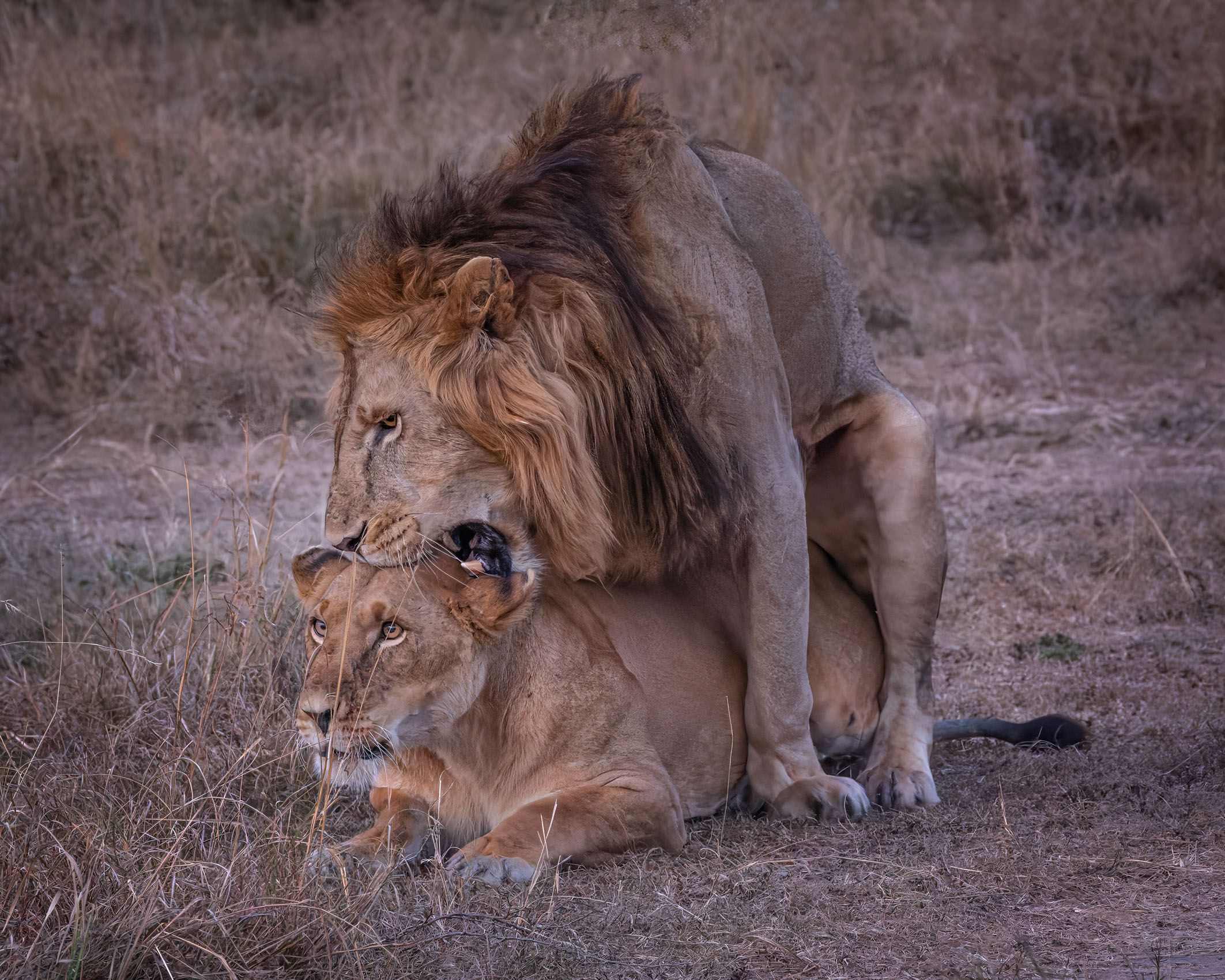 SocialLifeofLions-9.jpg