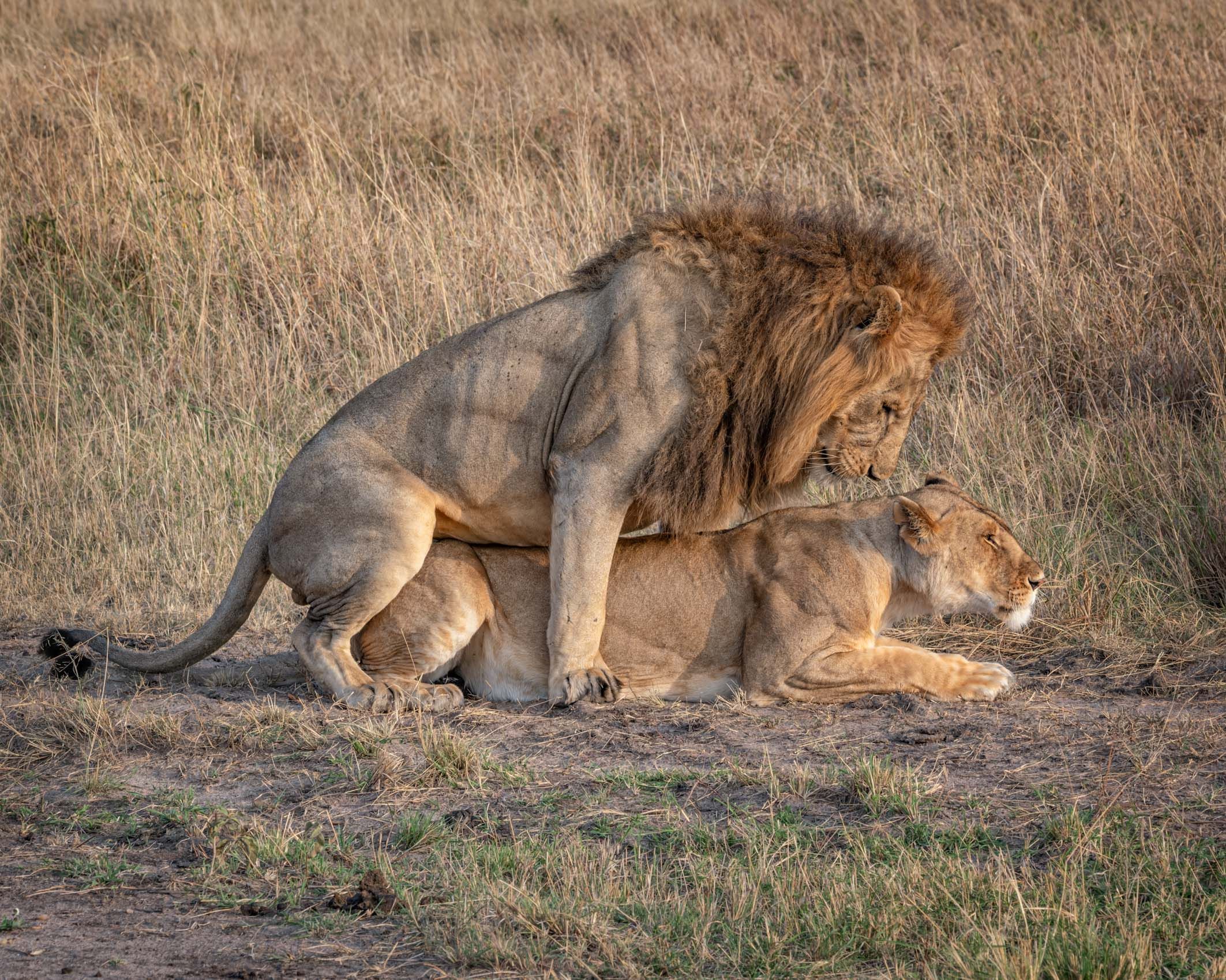 SocialLifeofLions-5.jpg