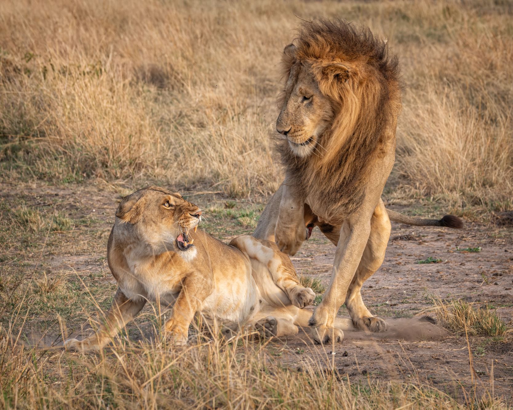 KENYA:  The Social Life of Lions at Masai Mara