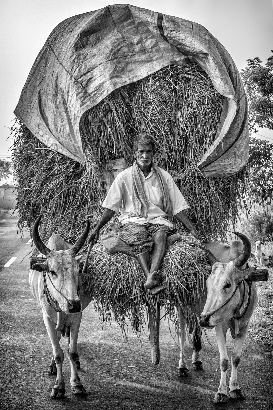 Hay Cart Driver (Country Road, Tamil Nadu) work.laborers-17.jpg