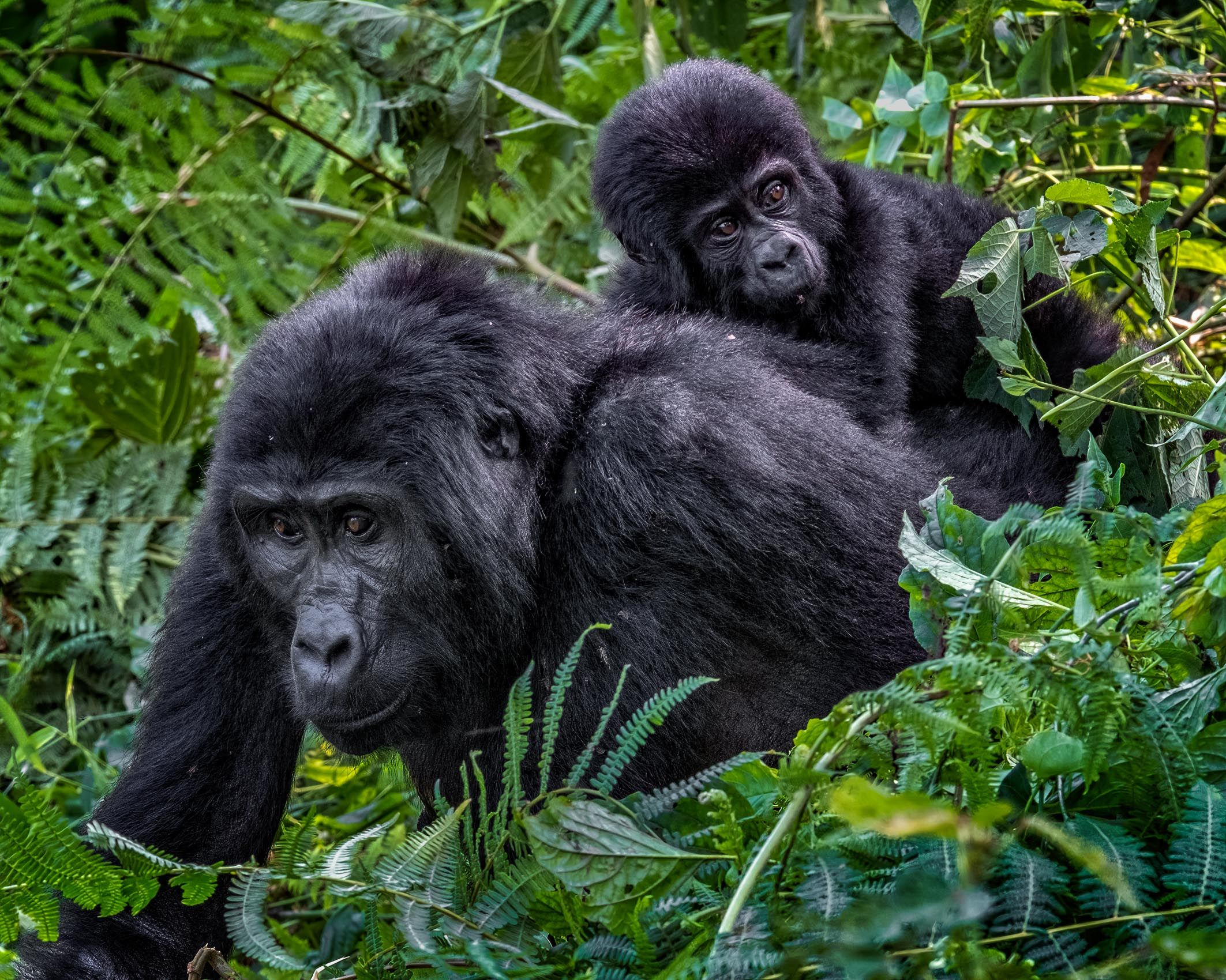 UGANDA:  Gorillas of Bwindi Impenetrable Forest