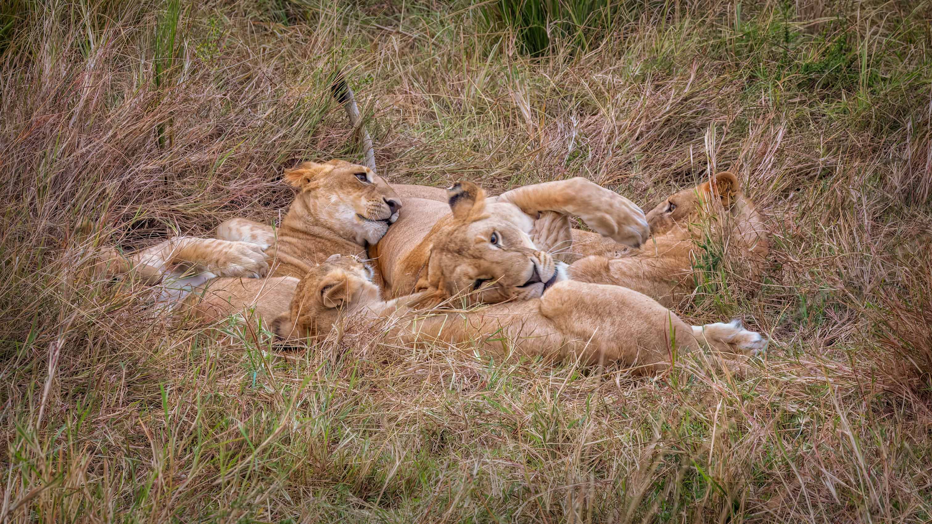 SocialLifeofLions-33.jpg