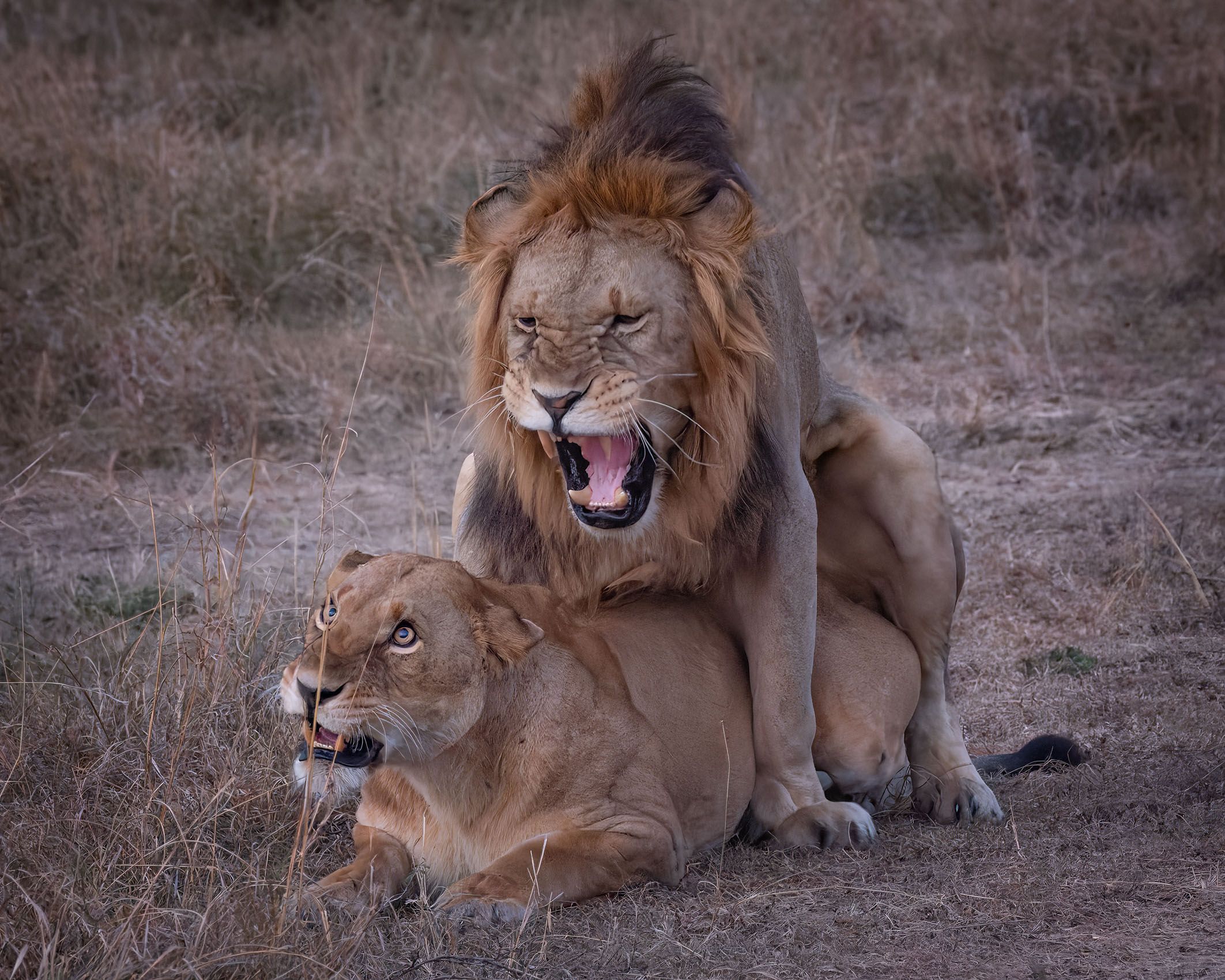 SocialLifeofLions-10.jpg