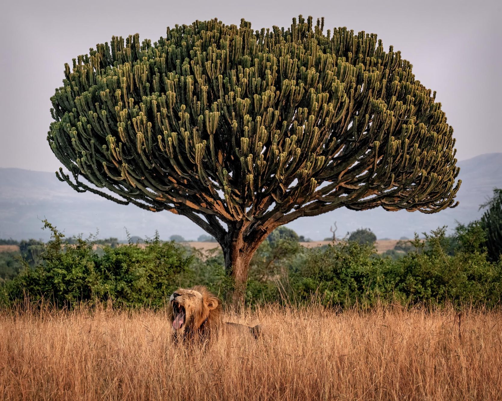 UGANDA:  Wildlife in the Landscape—Queen Elizabeth National Park,  Kazinga Channel and Ishasha