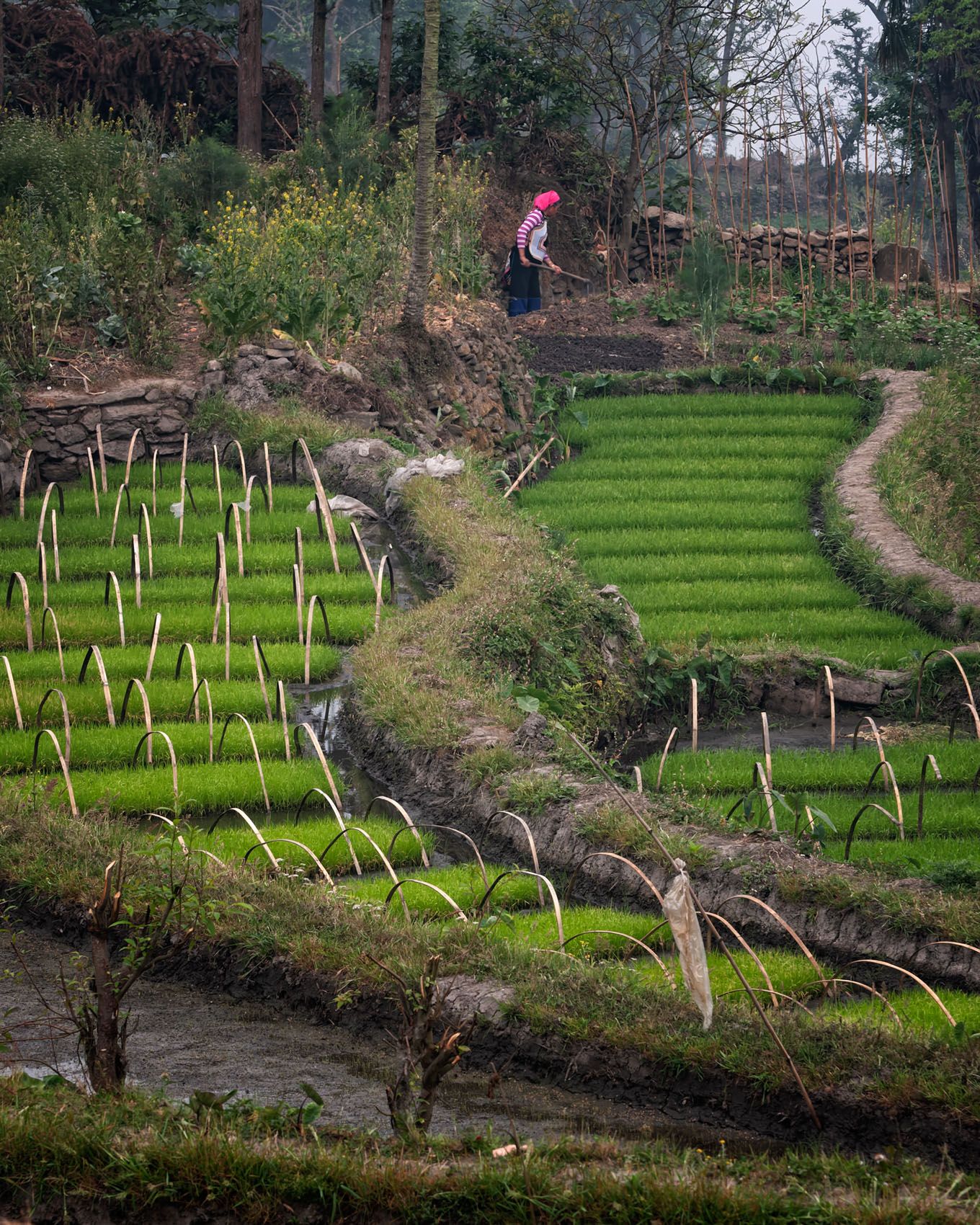 Yunnan.Terraces-3.jpg