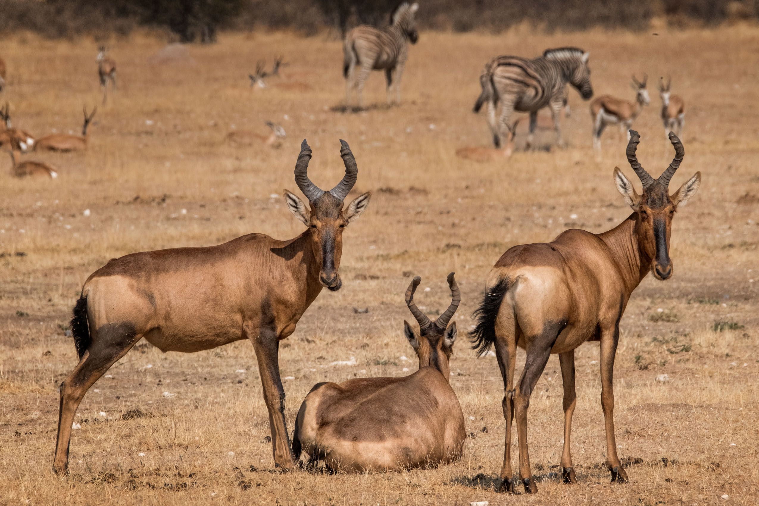 namibia-wildlife-louis-montrose-photography