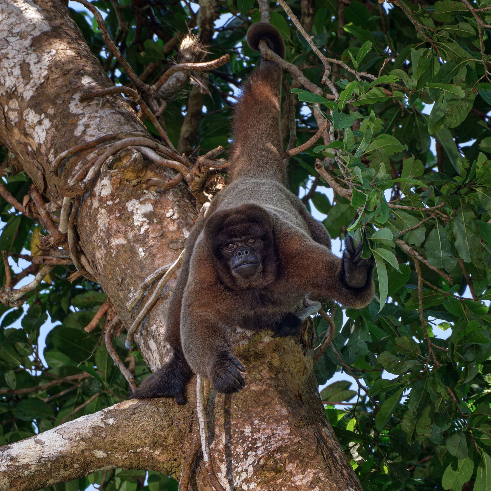PERU:  Iquitos and the Amazon
