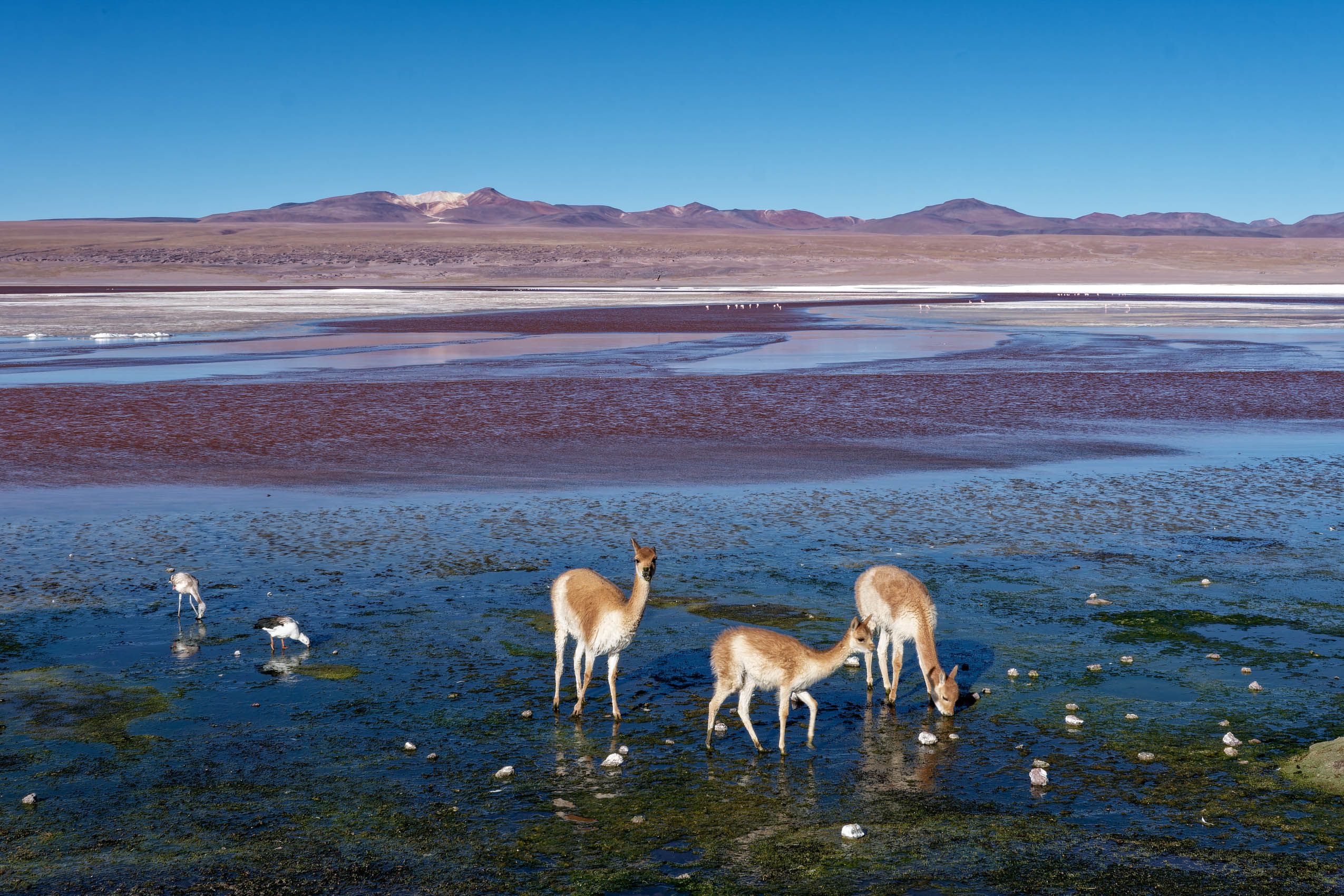 Altiplano-27.jpg