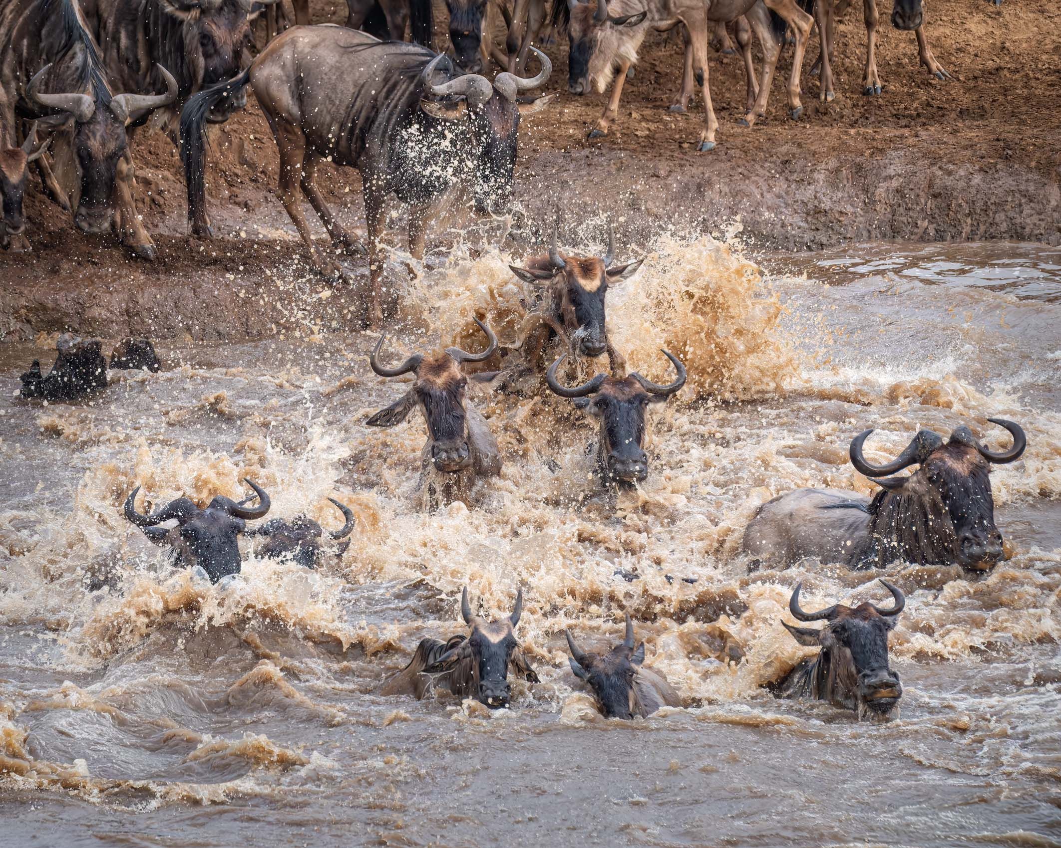 KENYA:  The Great Migration at Masai Mara