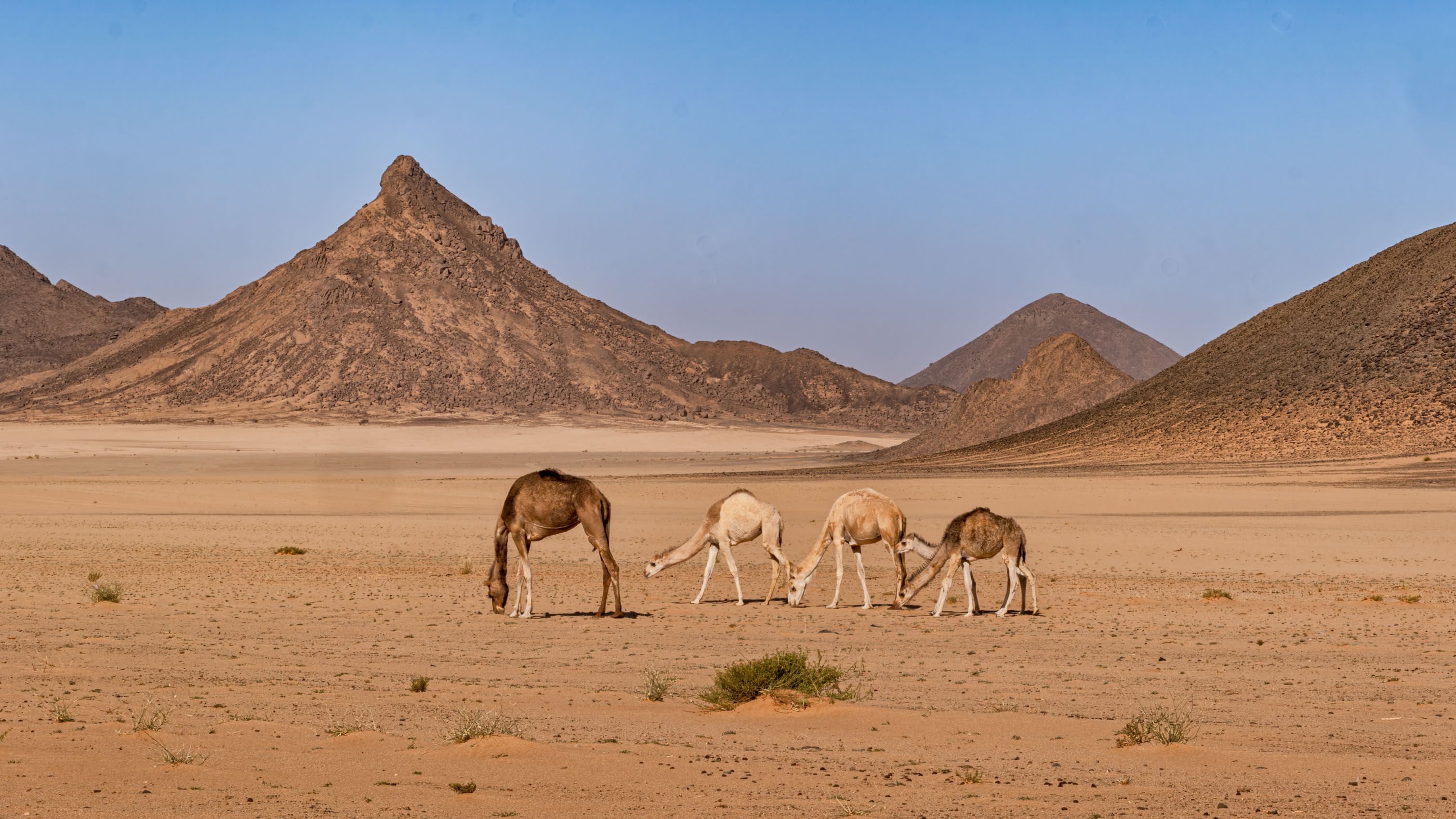Algeria Sahara-28.jpg