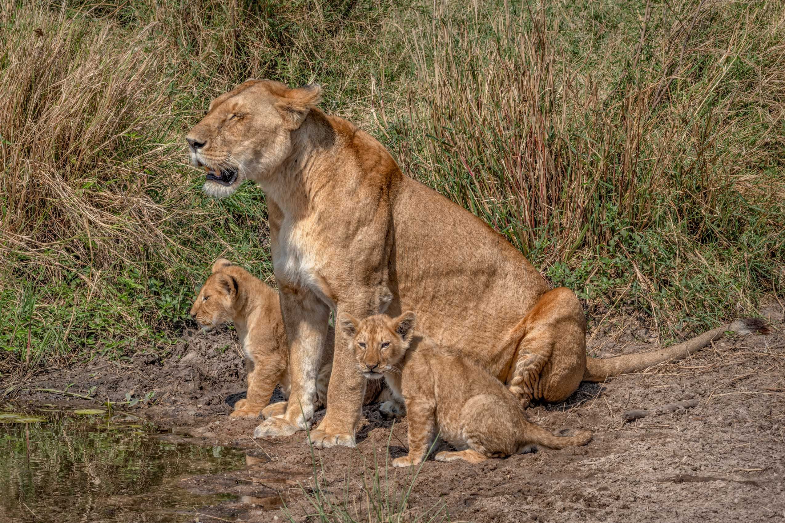 SocialLifeofLions-20.jpg