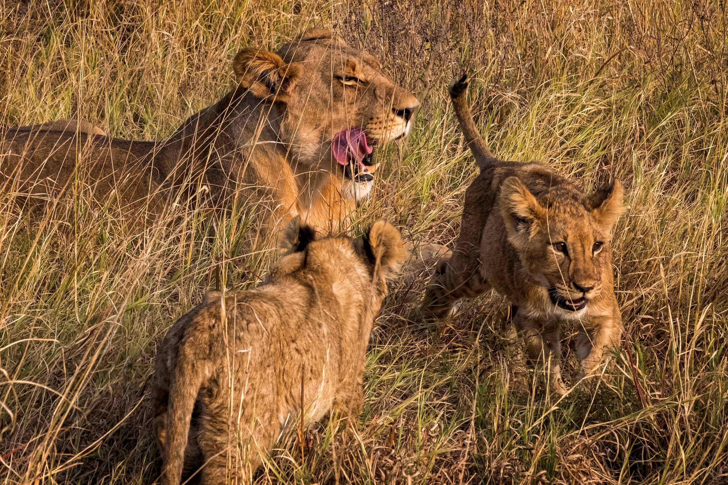 Botswana wildlife - LOUIS MONTROSE PHOTOGRAPHY