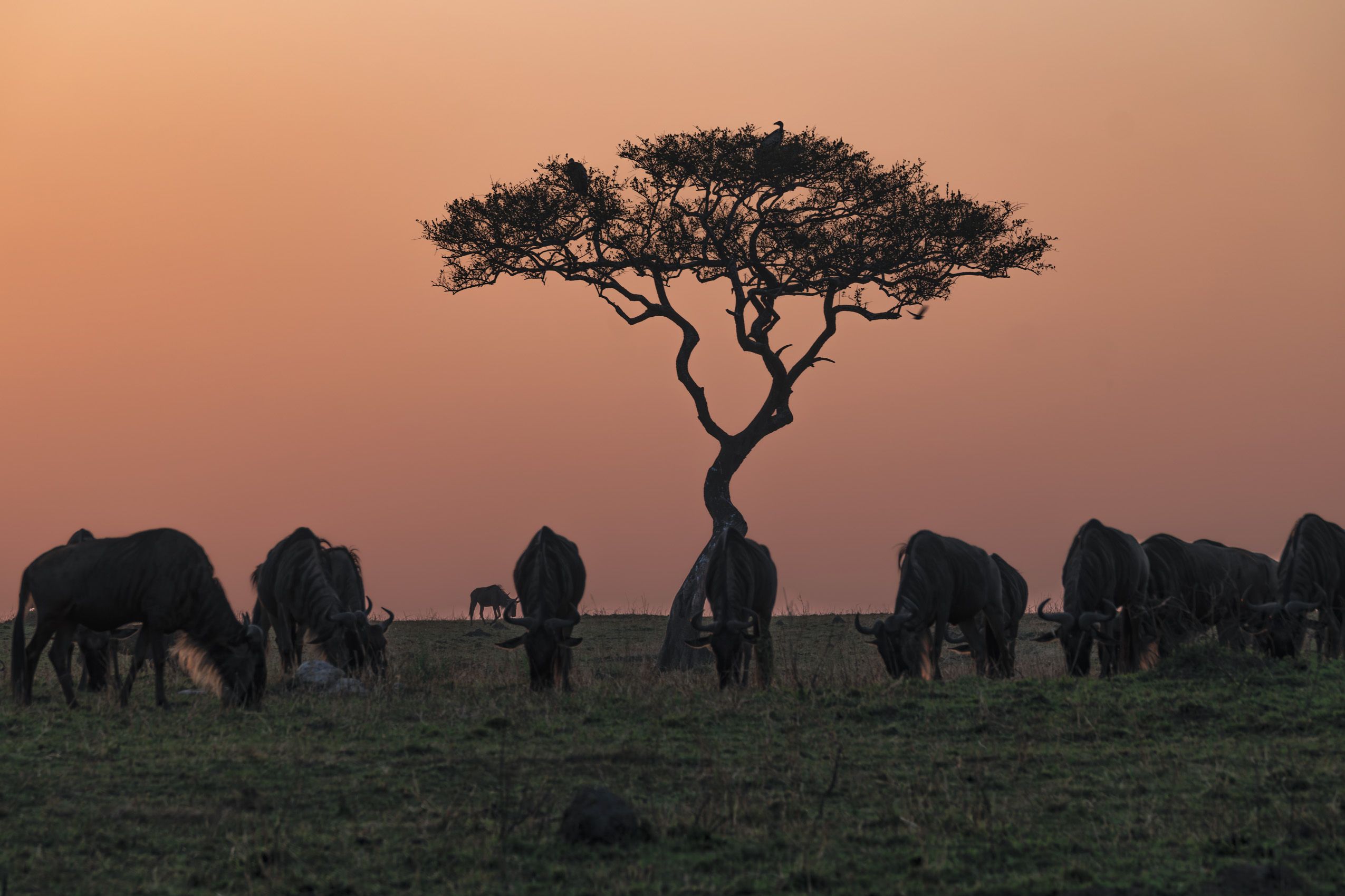 KENYA.GM-1.jpg