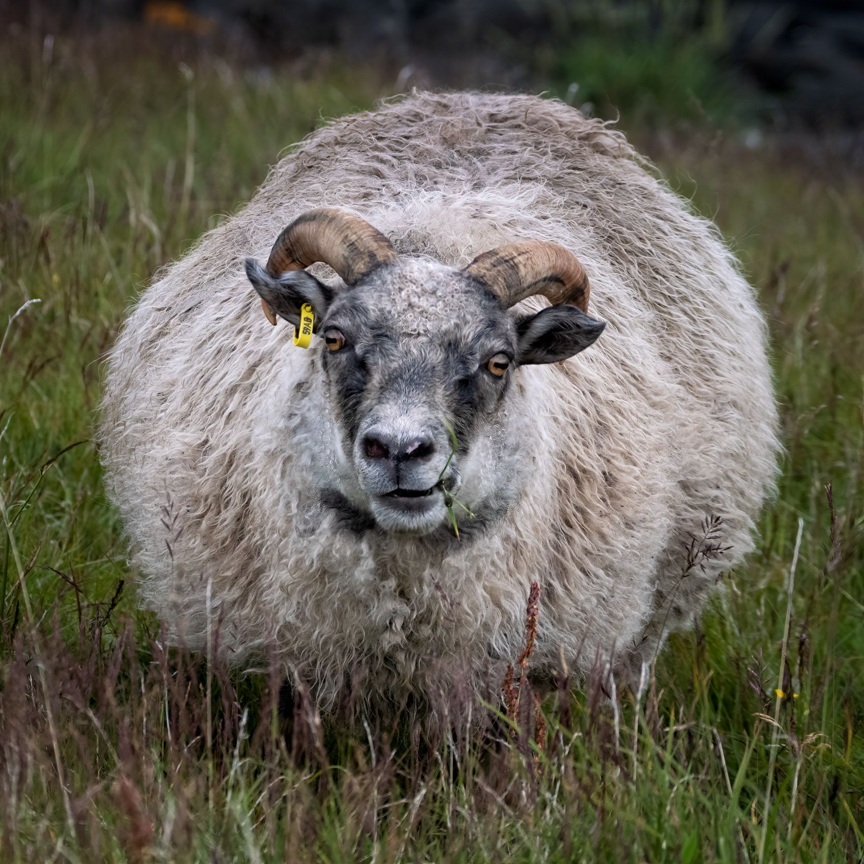 ICELAND:  Nature & Culture