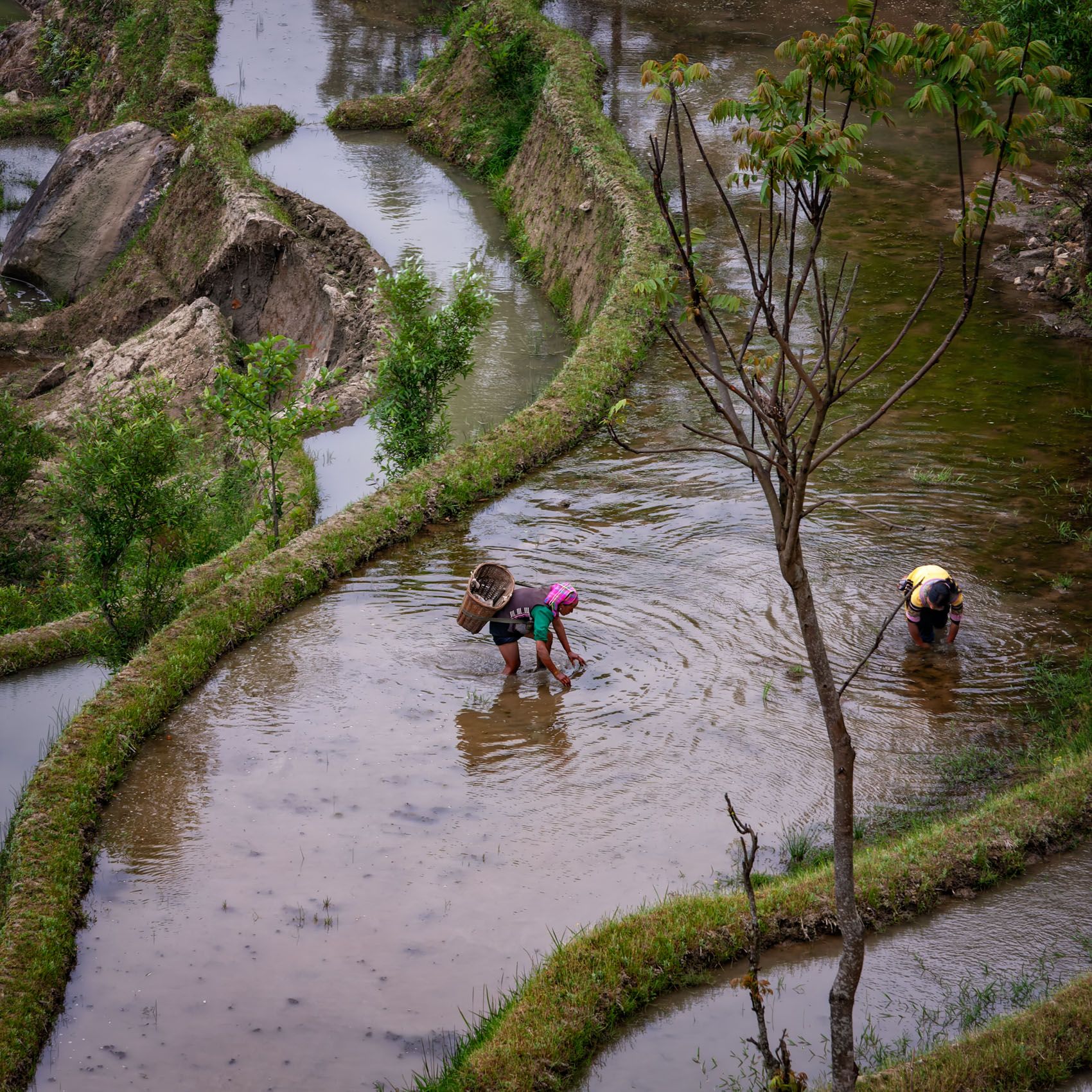 Yunnan.Terraces-5.jpg