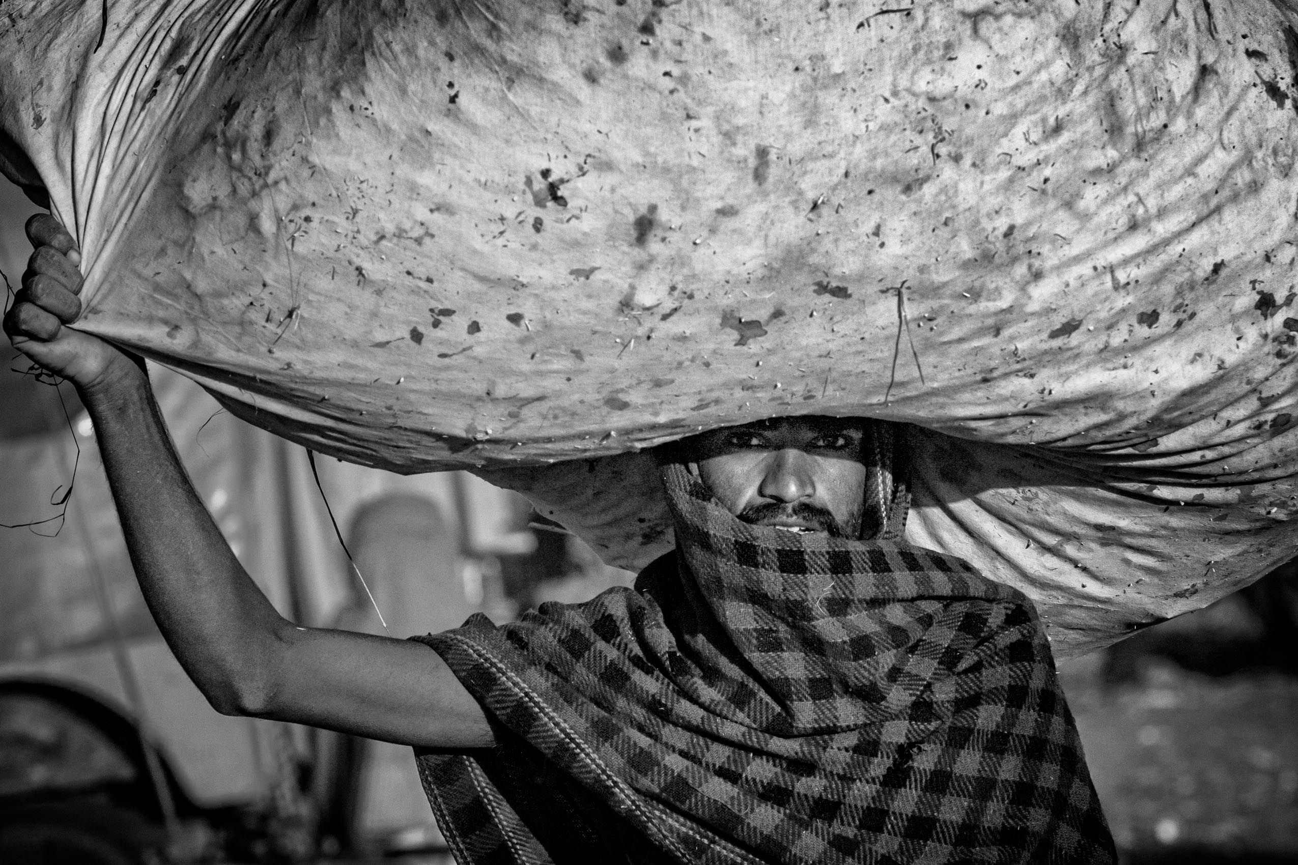 Animal Feed Carrier (Pushkar, Rajasthan) work.laborers-18.jpg