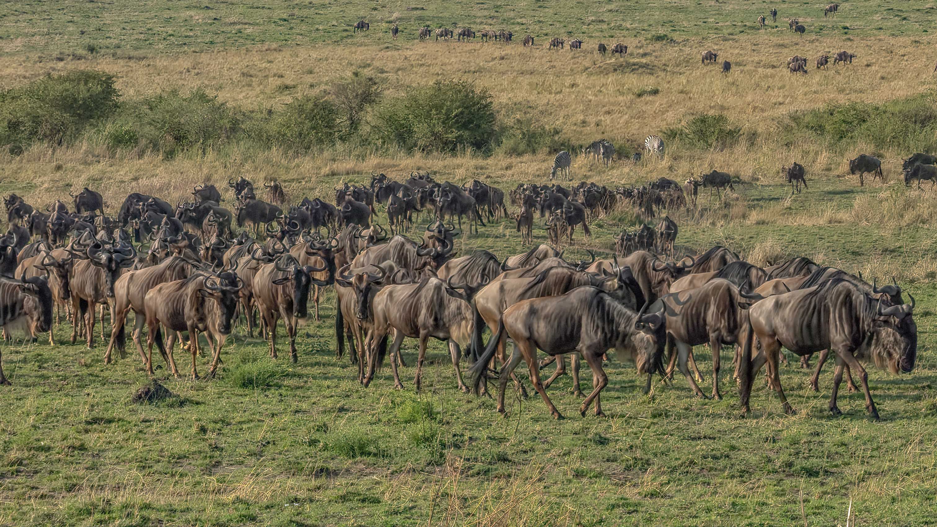 KENYA.GM-4.jpg
