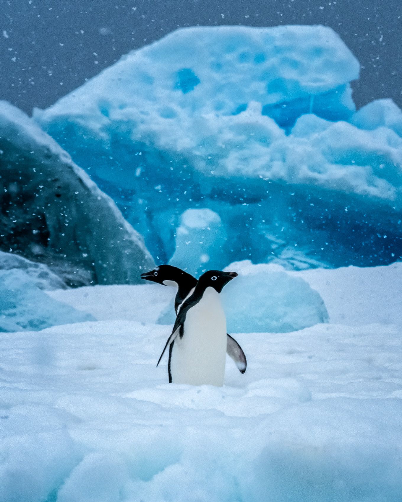 Antarctic Peninsula:  Wildlife in the Landscape