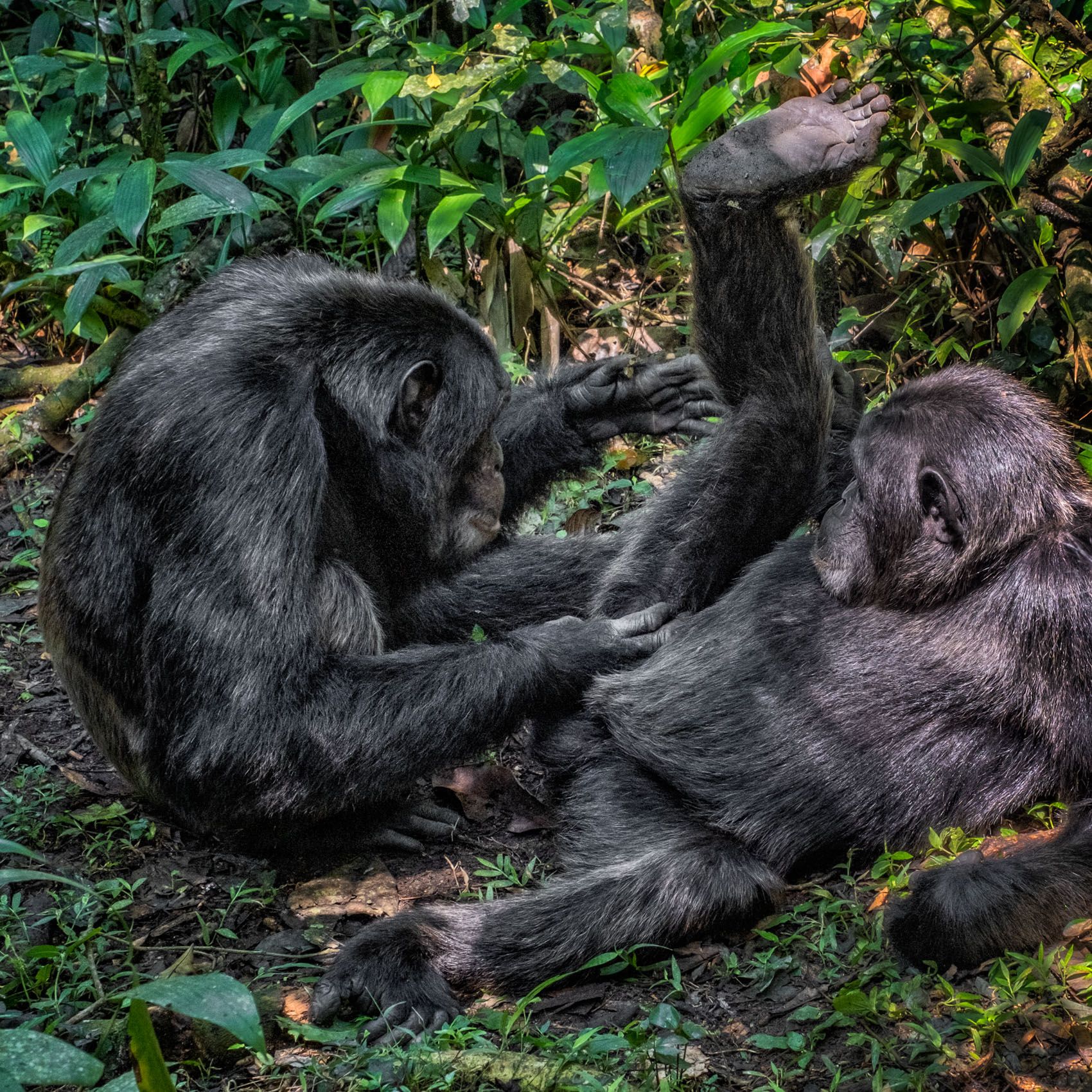 UGANDA:  Chimpanzees of Kibale Forest