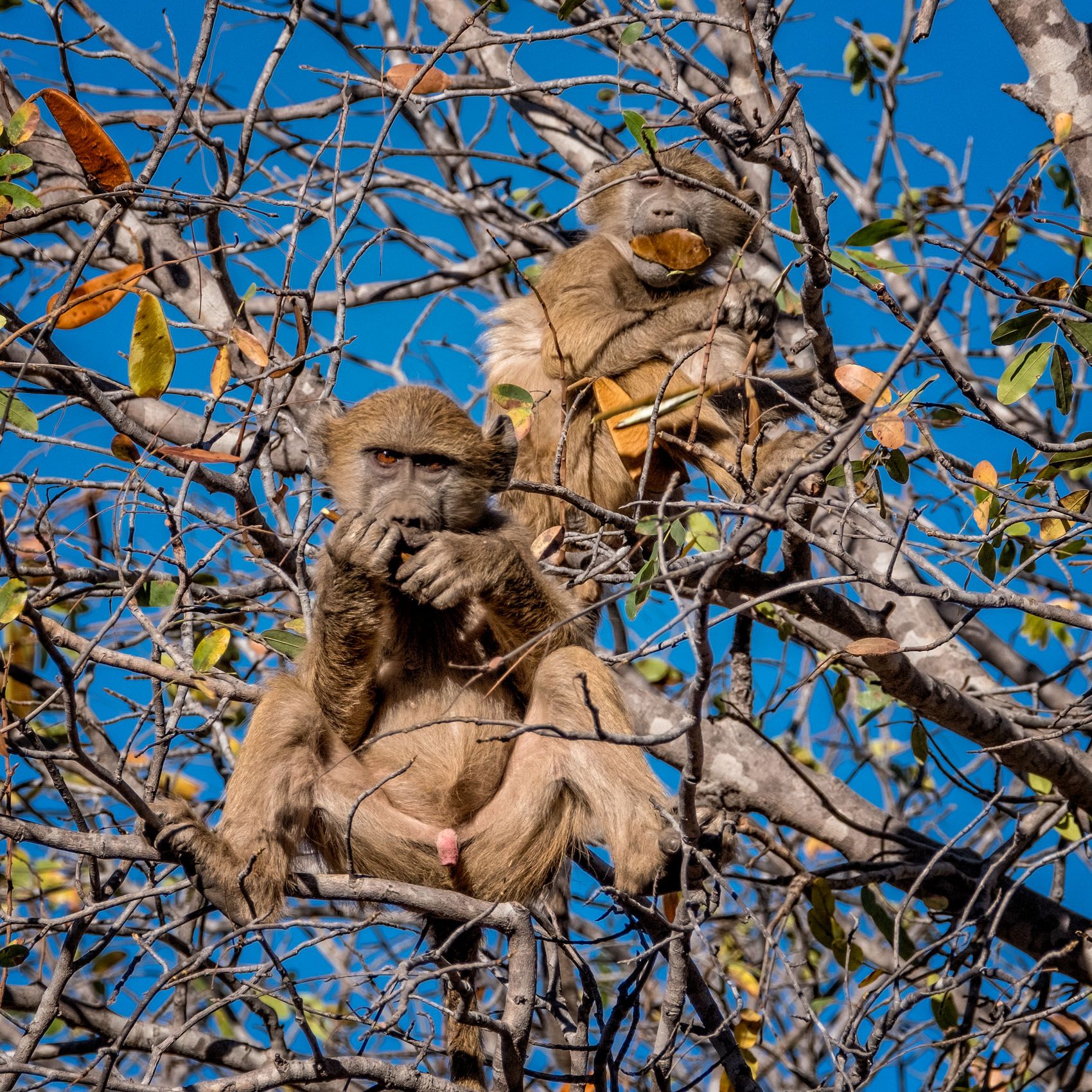 botswana-wildlife-louis-montrose-photography