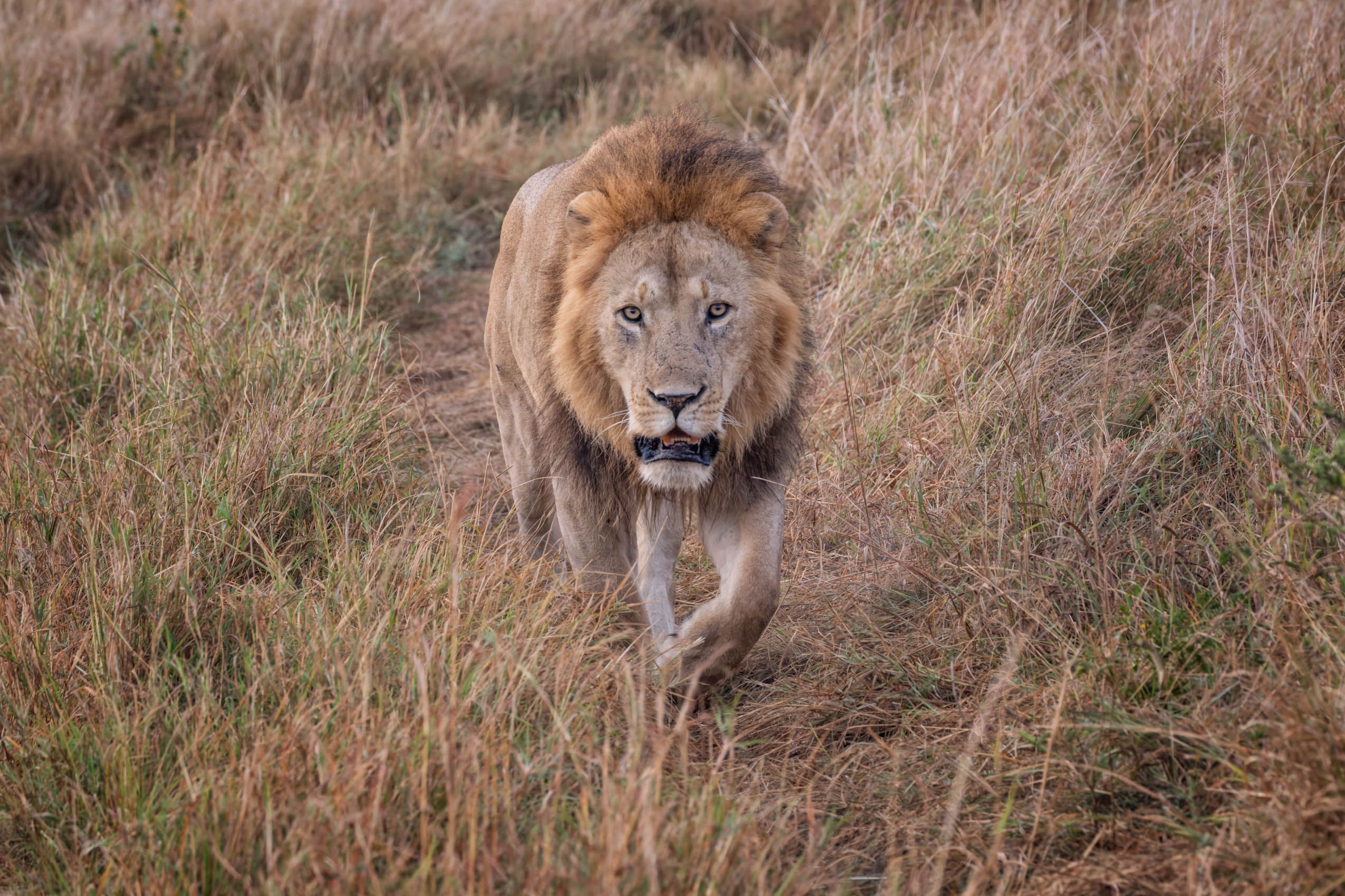 SocialLifeofLions-15.jpg
