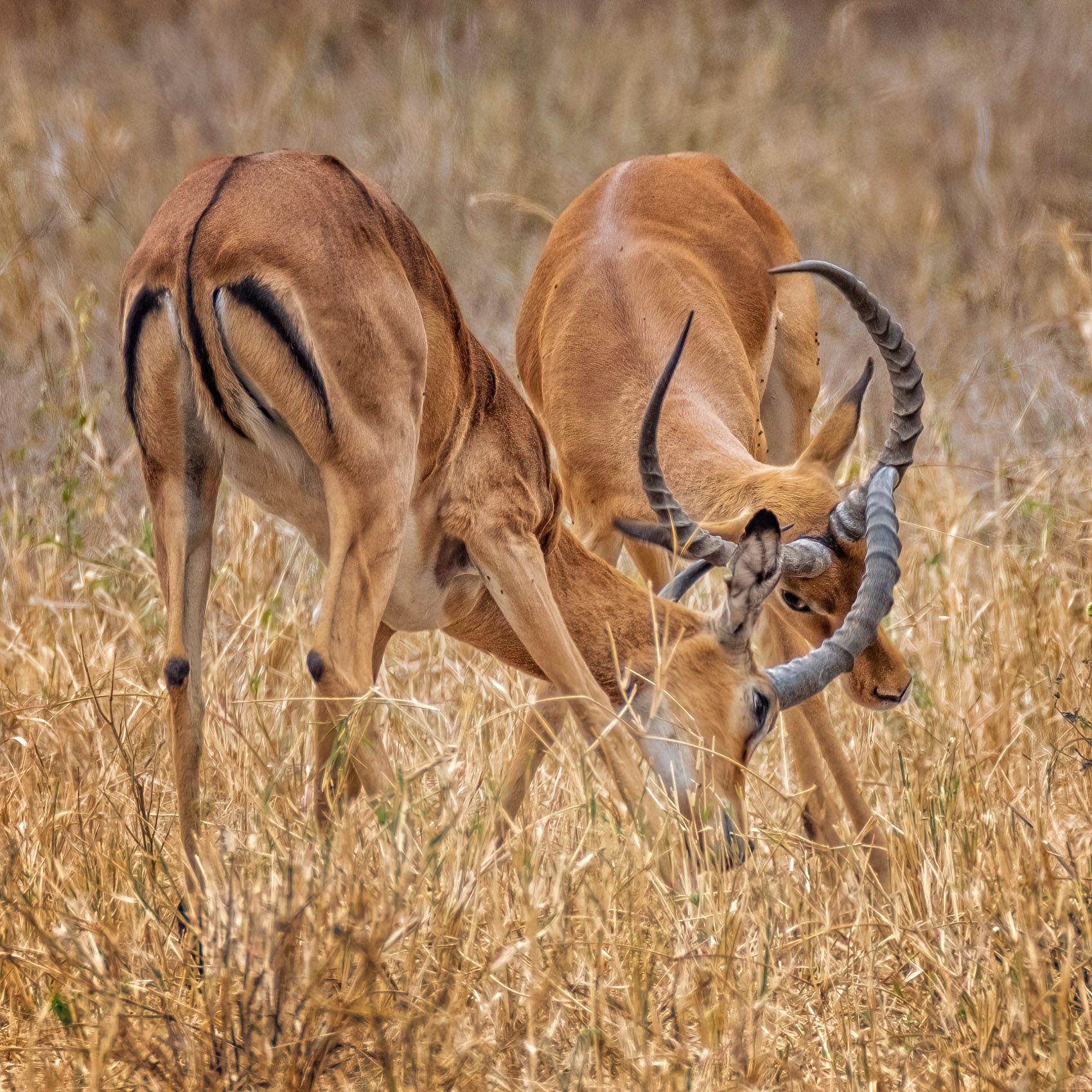 TANZANIA:  Wildlife in the Landscape—Tarangire, Ngorogoro, and Arusha