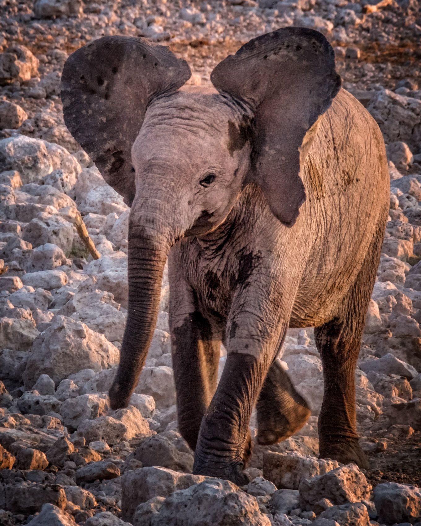 African Elephant - LOUIS MONTROSE PHOTOGRAPHY