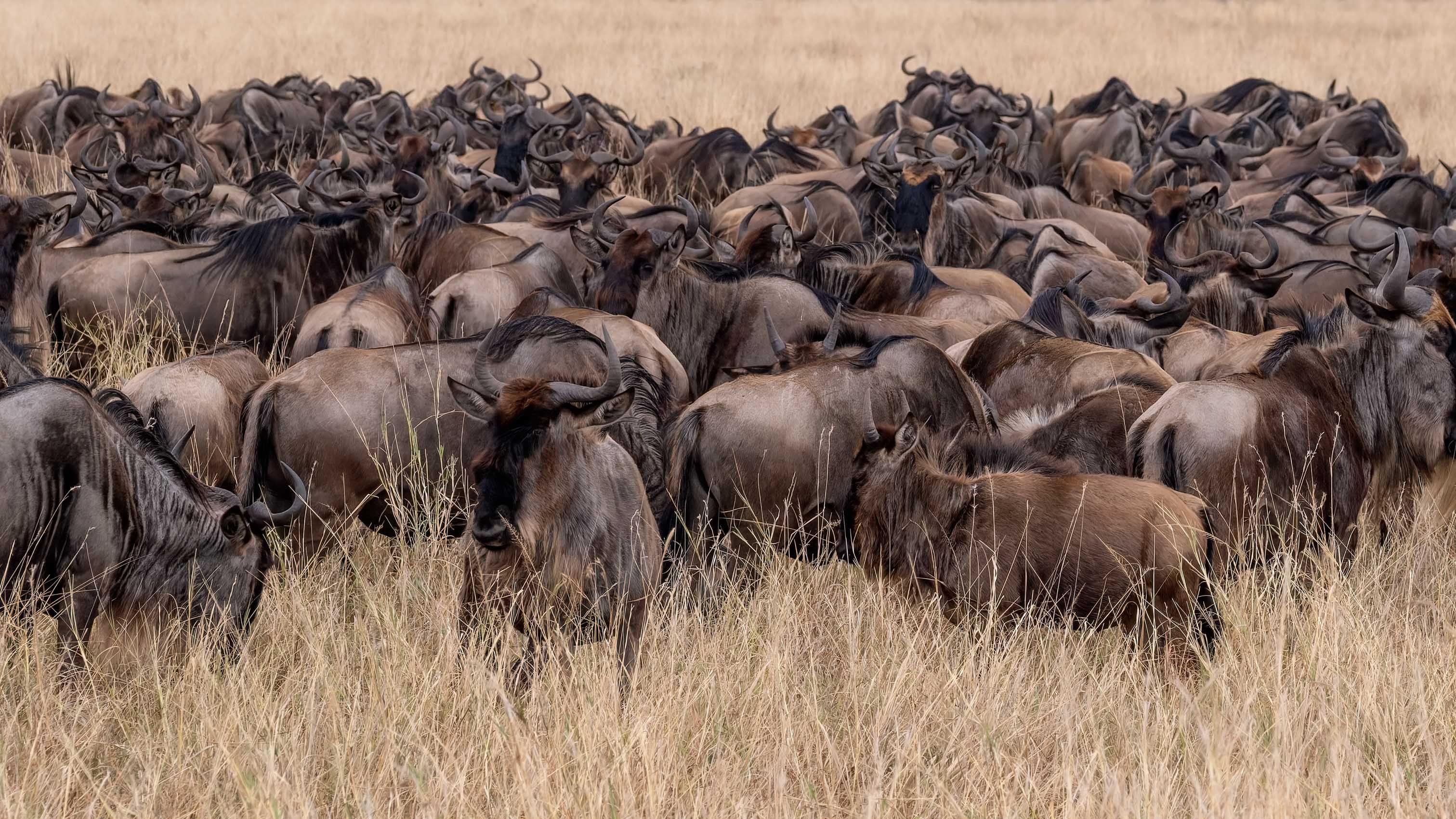 KENYA.GM-25.jpg