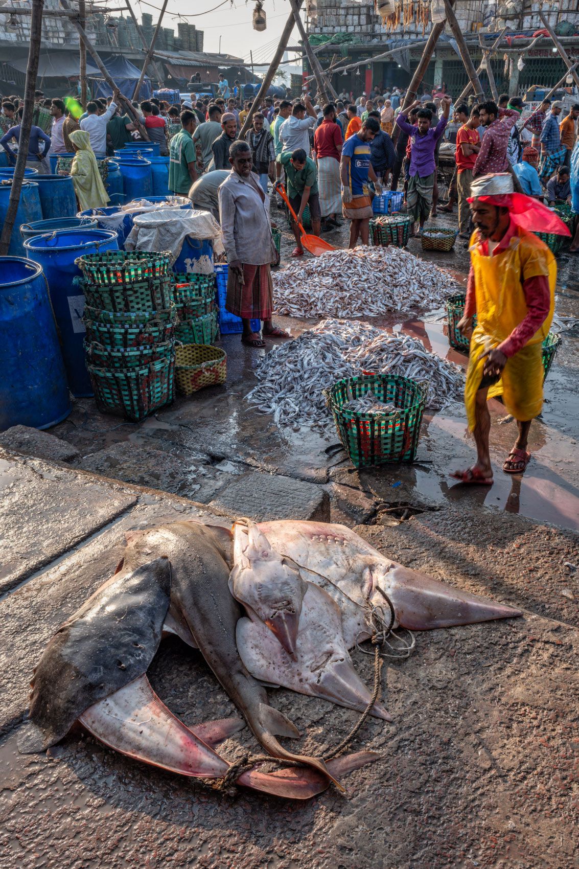 Fish-4.jpg