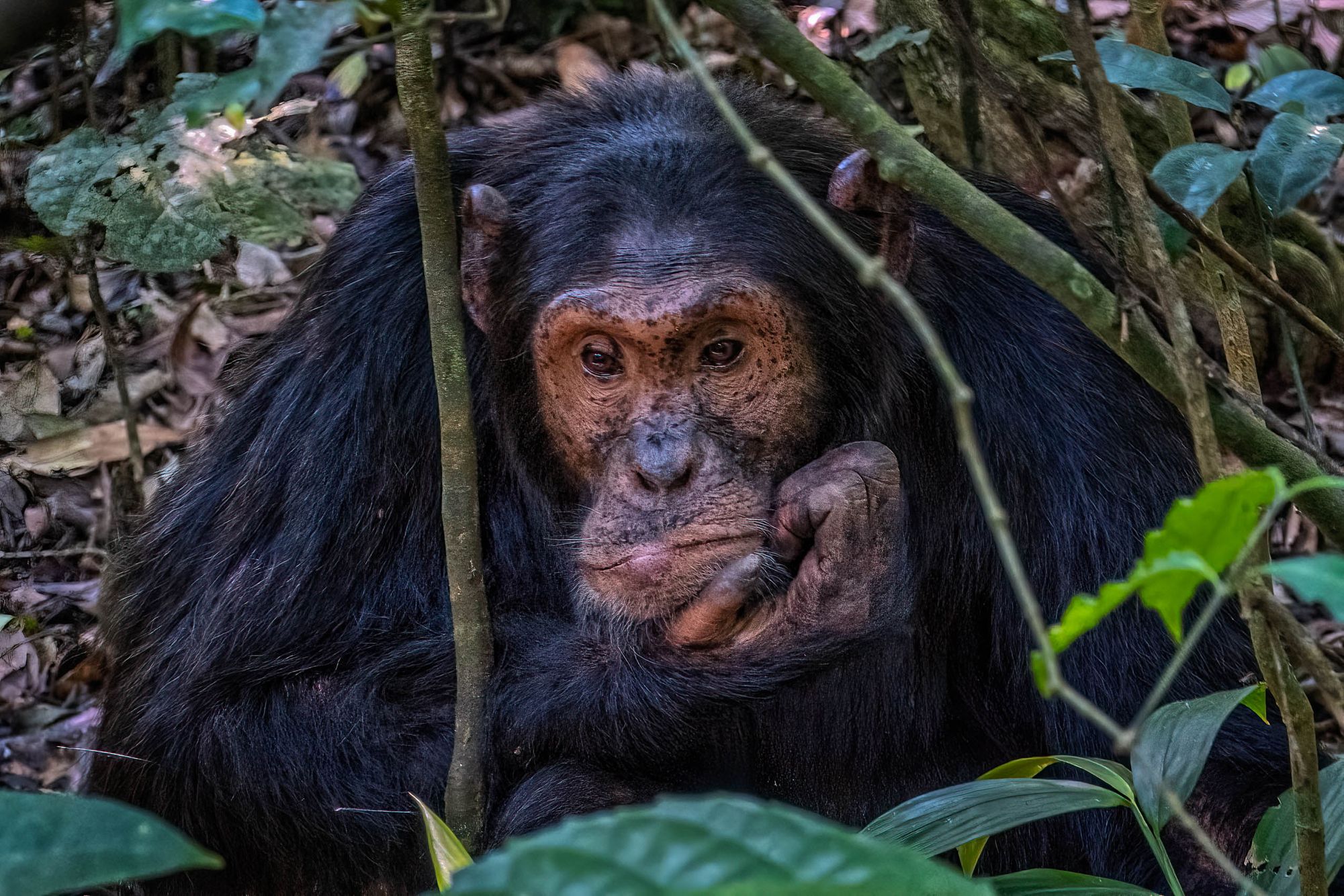 UGANDA:  Chimpanzees of Kibale Forest
