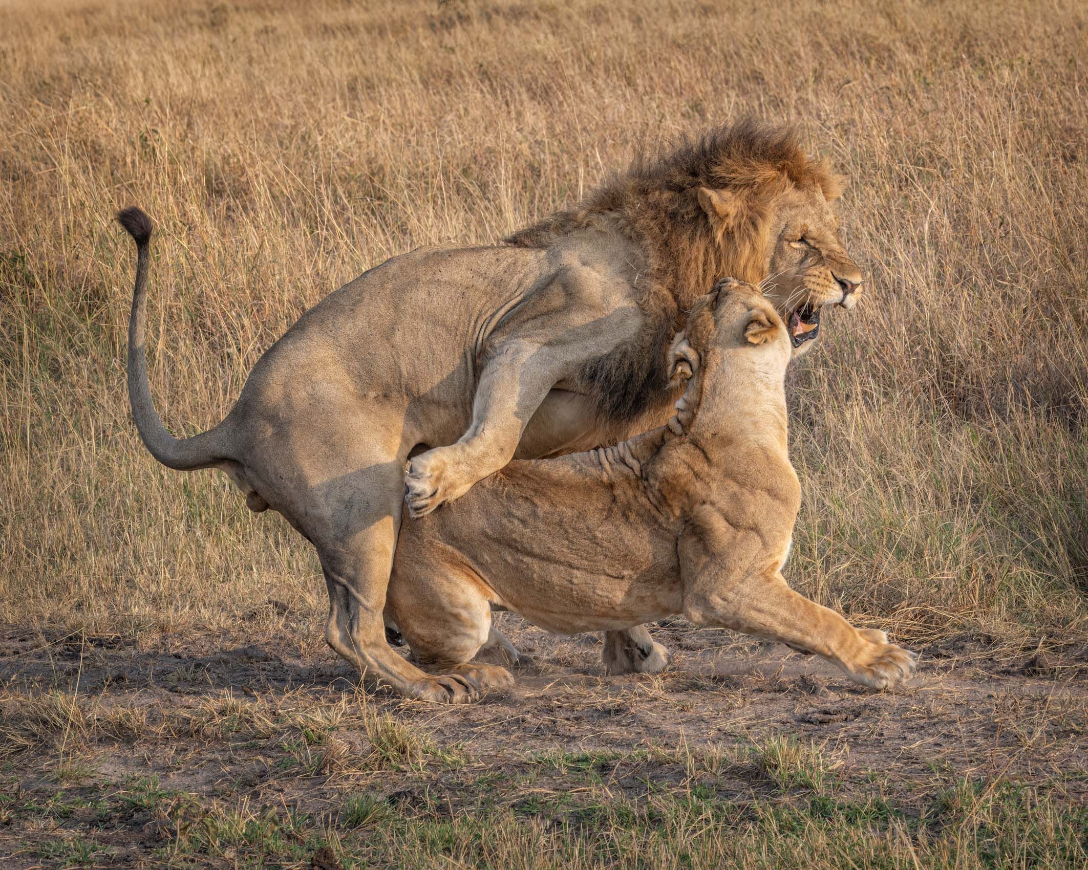 SocialLifeofLions-6.jpg
