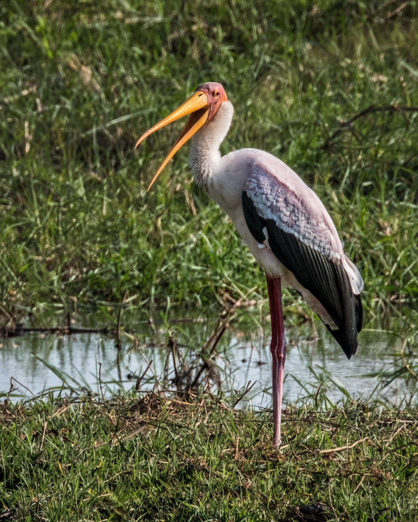 Botswana wildlife - LOUIS MONTROSE PHOTOGRAPHY