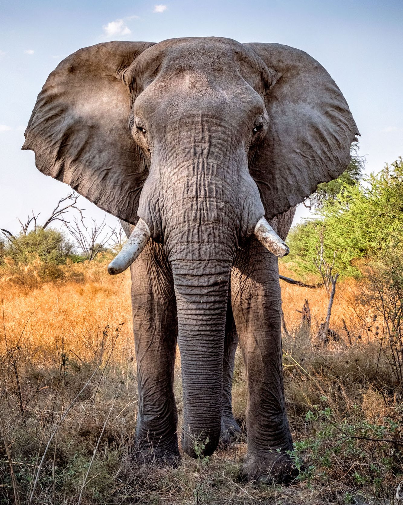 NAMIBIA & BOTSWANA:  The African Elephant, A Celebration