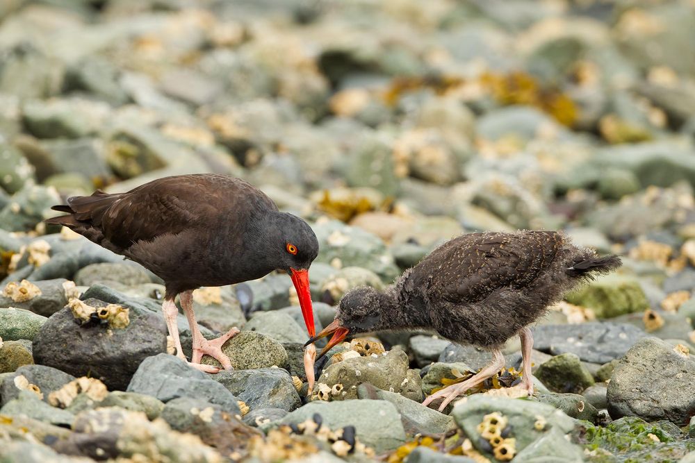 Black-oyster-catcher-and-chick-passing-food_M7E1573-Kukak-Bay,-Katmai-National-Park,-AK.jpg