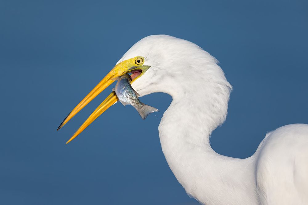 Great Egret with fish blue bkgd_E7T4438-Estero Lagoon, Fort Myers Beach, USA.jpg