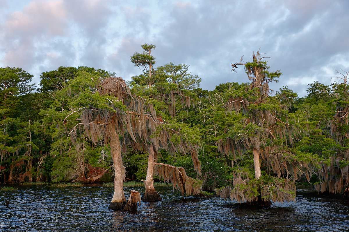cypress-trees-in-the-water_s6a7016-lake-blue-cypress-fl-usa.jpg