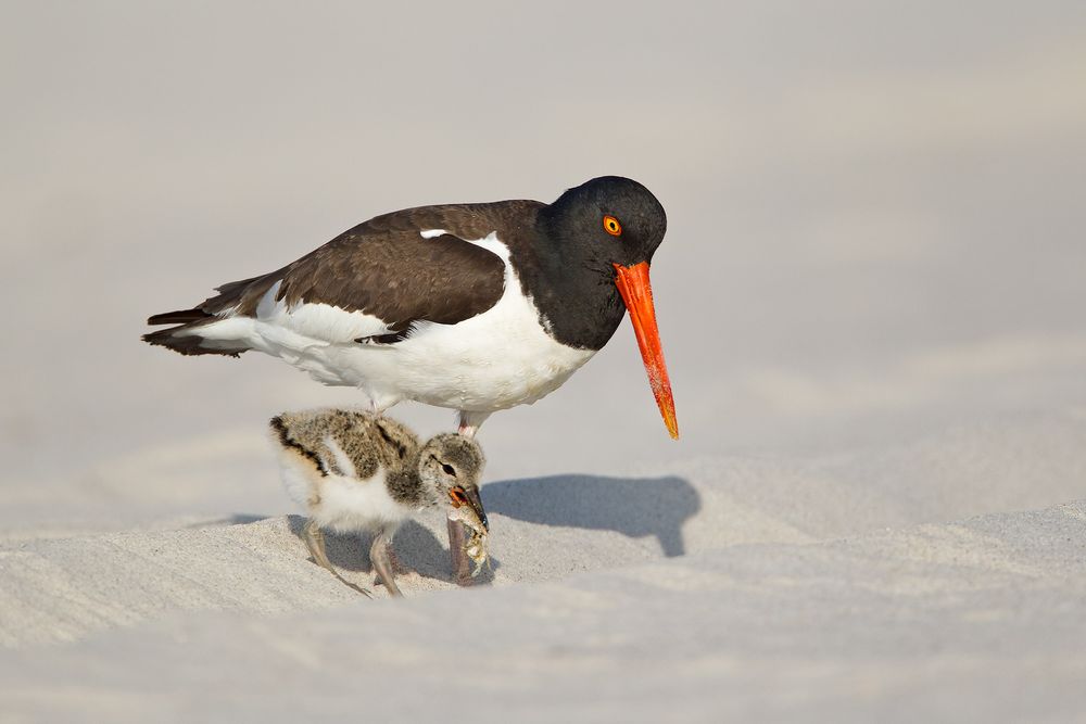 Oyster-Catcher-with-Chick-on-ridge-with-food_M7E6441-Nickerson-Beach,-NY.jpg