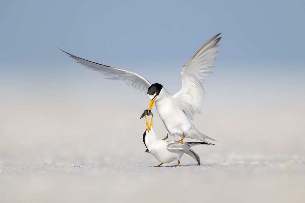 Least-terns-mating-and-passing-fish-_D8A6279-Fort-de-Soto,-FL,-USA.jpg