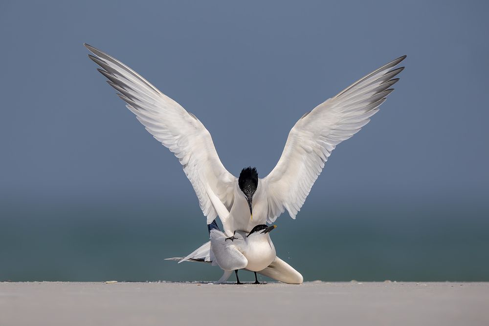 Sandwich-terns-copulating_F7A7855-Fort-de-Soto,-Tierra-Verde,-FL,-USA.jpg