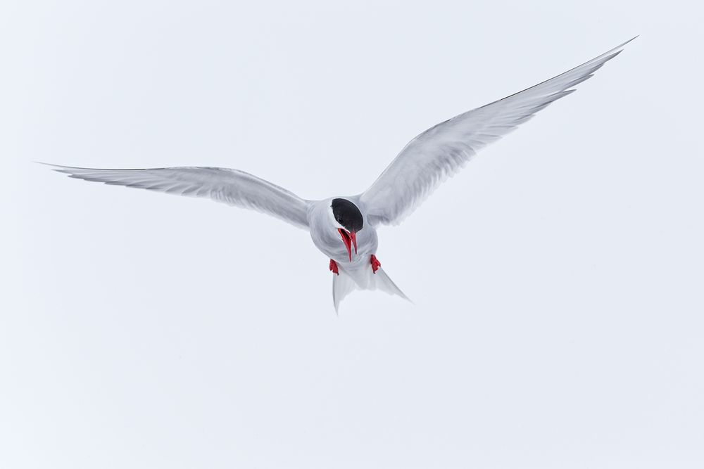 Antarctic-tern-hovering-in-the-air_E7T6232-Whalers-Bay,-Deception-Island,-South-Shetland-Islands,-Antarctica.jpg
