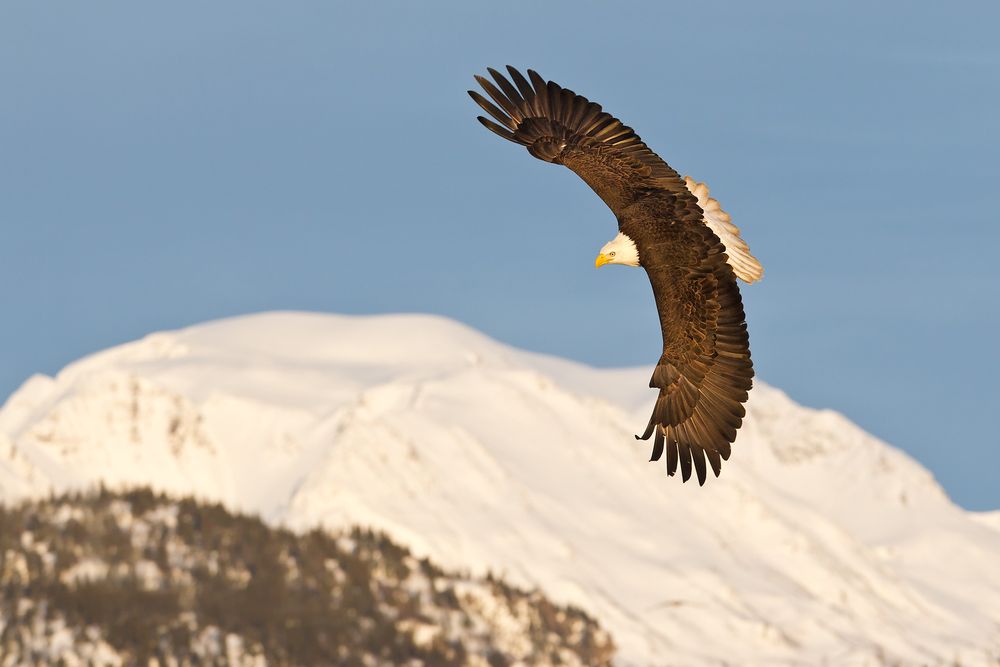 Bald-eagle-banking-with-with-mountain-bkgd-E07G2711-Kachemak-Bay,-Homer,-AK.jpg