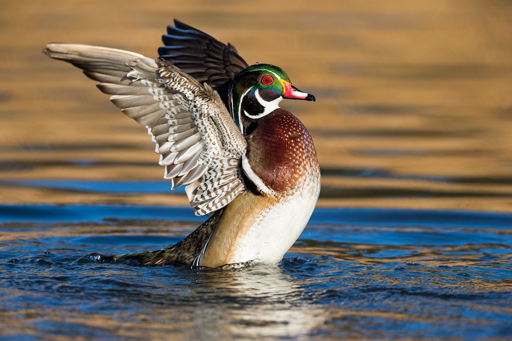 Wood duck drake flapping wings back in golden water_E7T1109-Santee Lakes, San Diego, USA.jpg