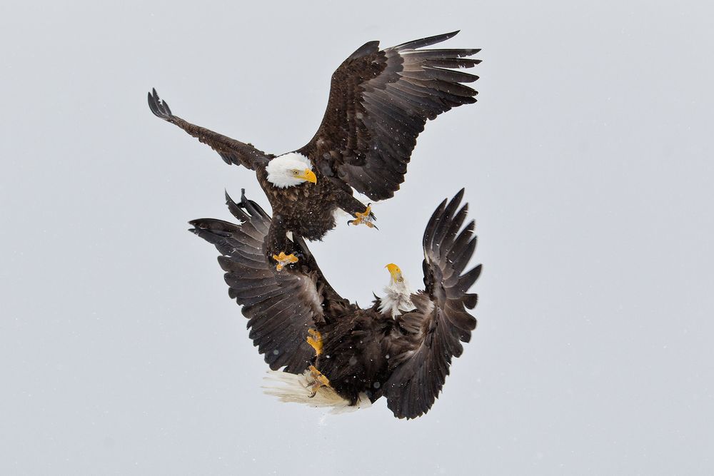 Bald-eagles-fighting-kun-fu-style-crop-E07G9186-Kachemak-Bay,-Homer,-AK.jpg