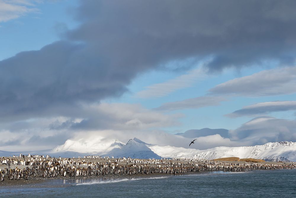 King-Penguins-at-the-beach_E7T3242-Salisbury-Plain,-Bay-of-Isles,-South-Georgia-Islands,-Southern-ocean.jpg
