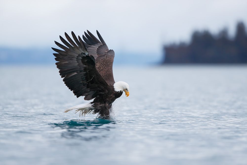 Bald eagle with claws in water_A3I6784-Kachemak Bay, Kenai Penisula, AK, USA.jpg