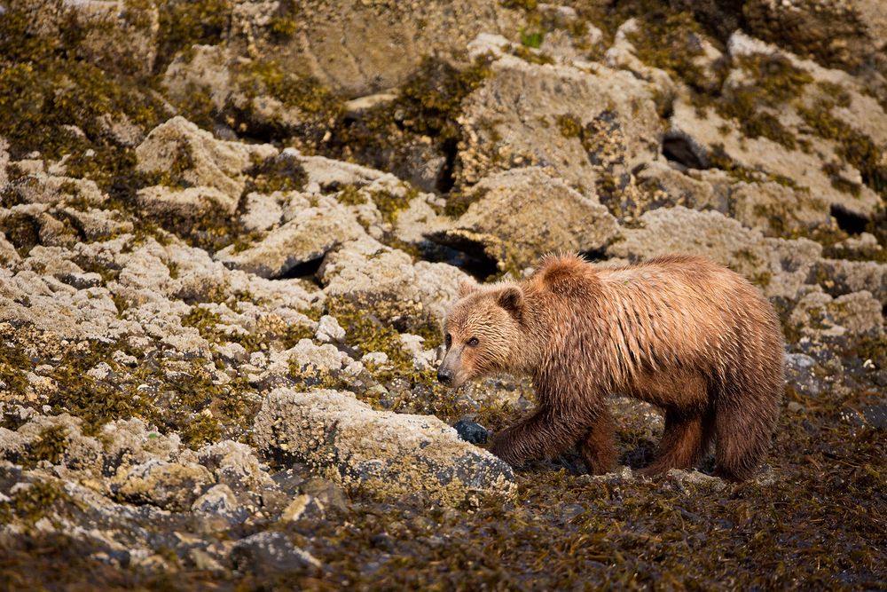 Coastal Brown Bear in kelp and barnicle rocks_W7C6330-Geographic Harbor, Katmai NP, AK.jpg