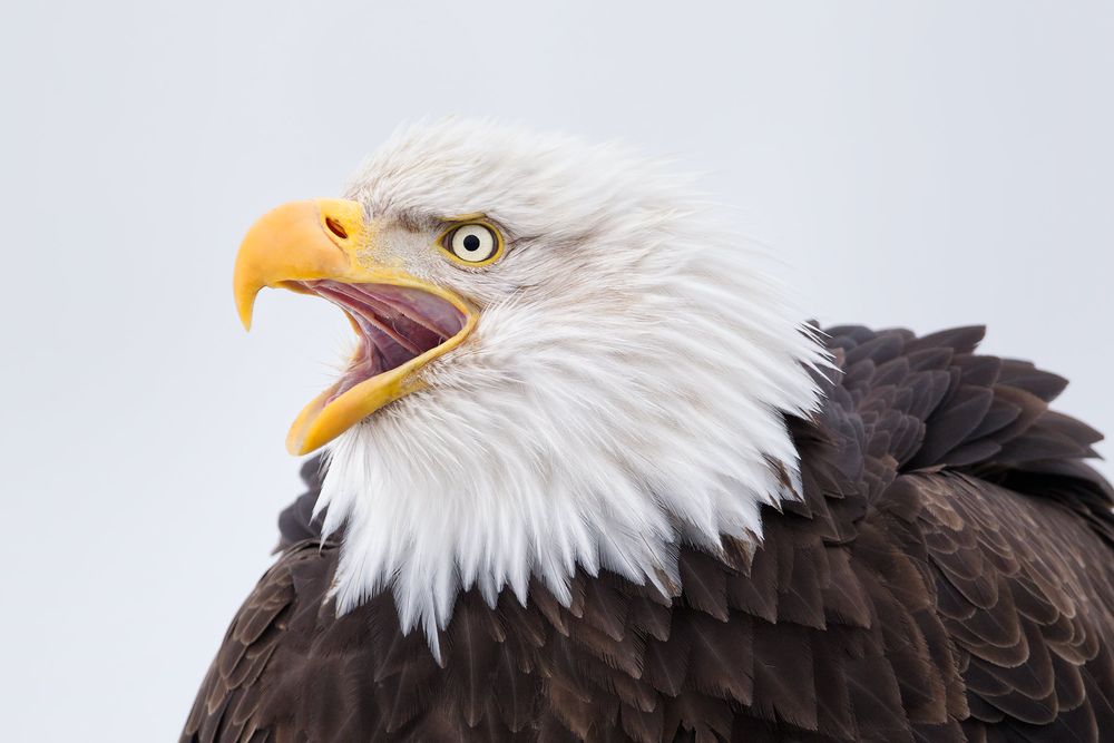 Bald-eagle-calling-head-portrait_M7E7665-Kachemak-Bay,-Homer,-AK.jpg
