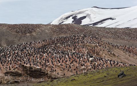 chinstrap-colony-at-bailey-head_e7t3910-bailey-head-deception-island-antarctica.jpg