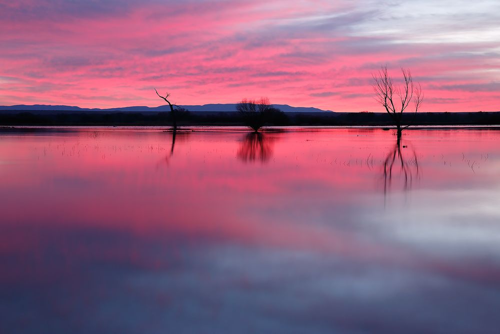 Pink-sunrise-on-main-pond_S6A8497-Bosque-del-Apache-NWR,-San-Antonio,-NM,-USA.jpg